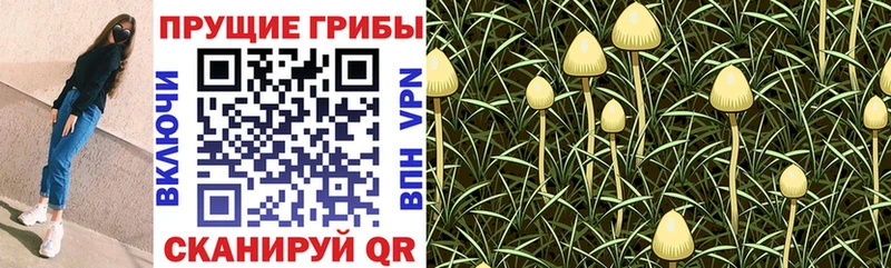 Галлюциногенные грибы Psilocybe купить Нефтеюганск